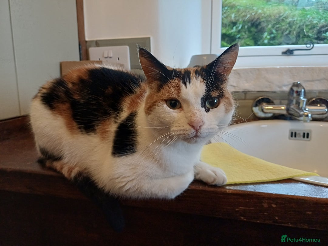 Mixed Breed cats for sale: 6 Lovely and Friendly Cats - Different colours - Advert 18