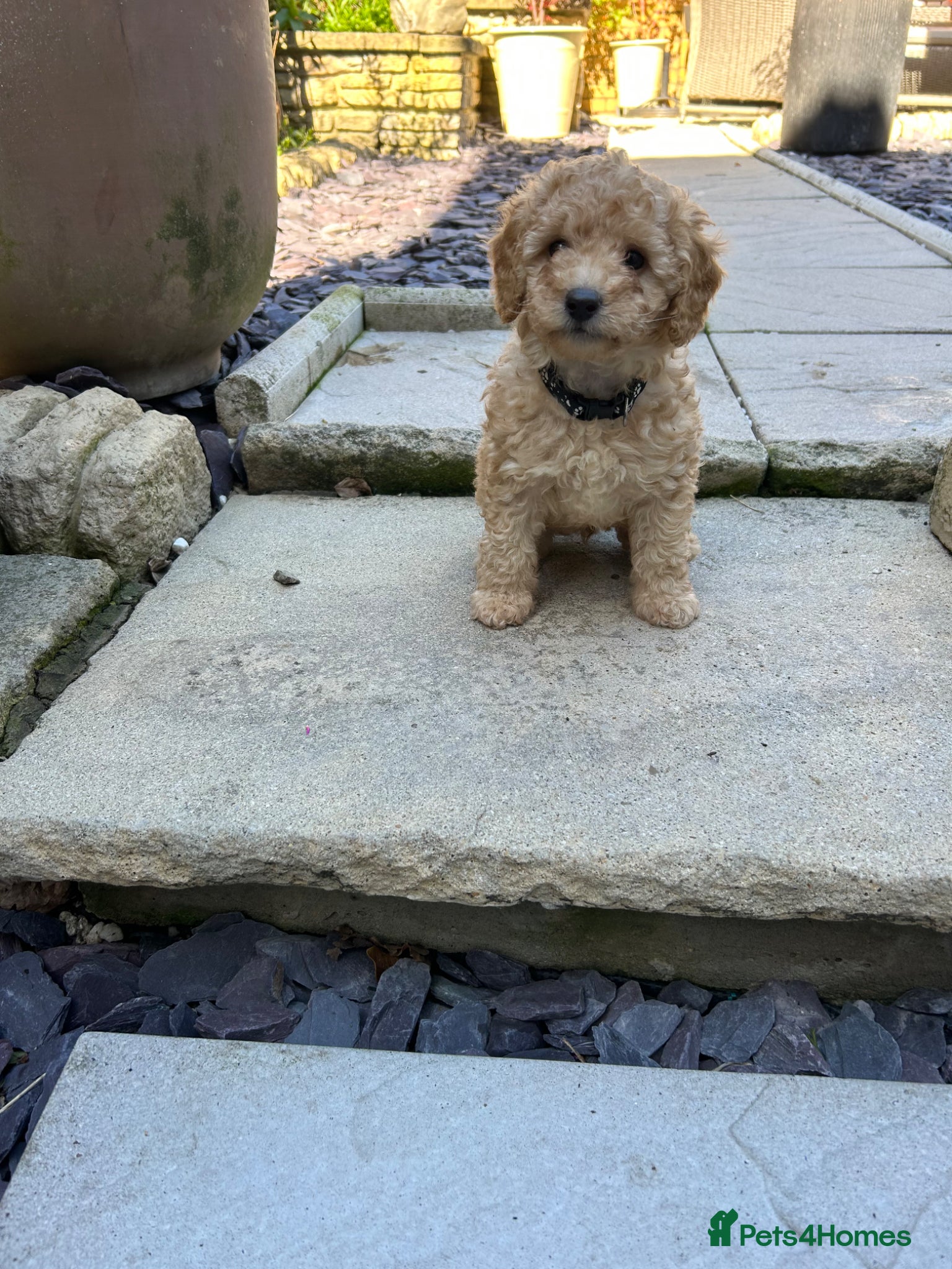 Toy Poodle dogs Stunning & outstanding KC reg toy poodles  - Advert 1