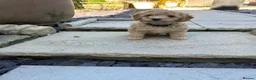 Toy Poodle dogs for sale: Stunning & outstanding KC reg toy poodles  - Advert 9