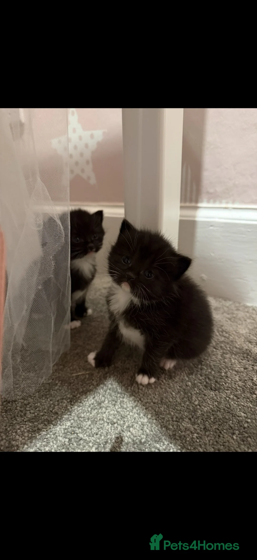 Ragdoll cats for sale: Half Ragdoll Kittens - Advert 2