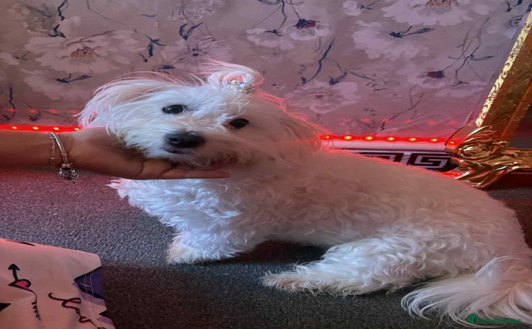 Bichon Frise dogs - Advert 1