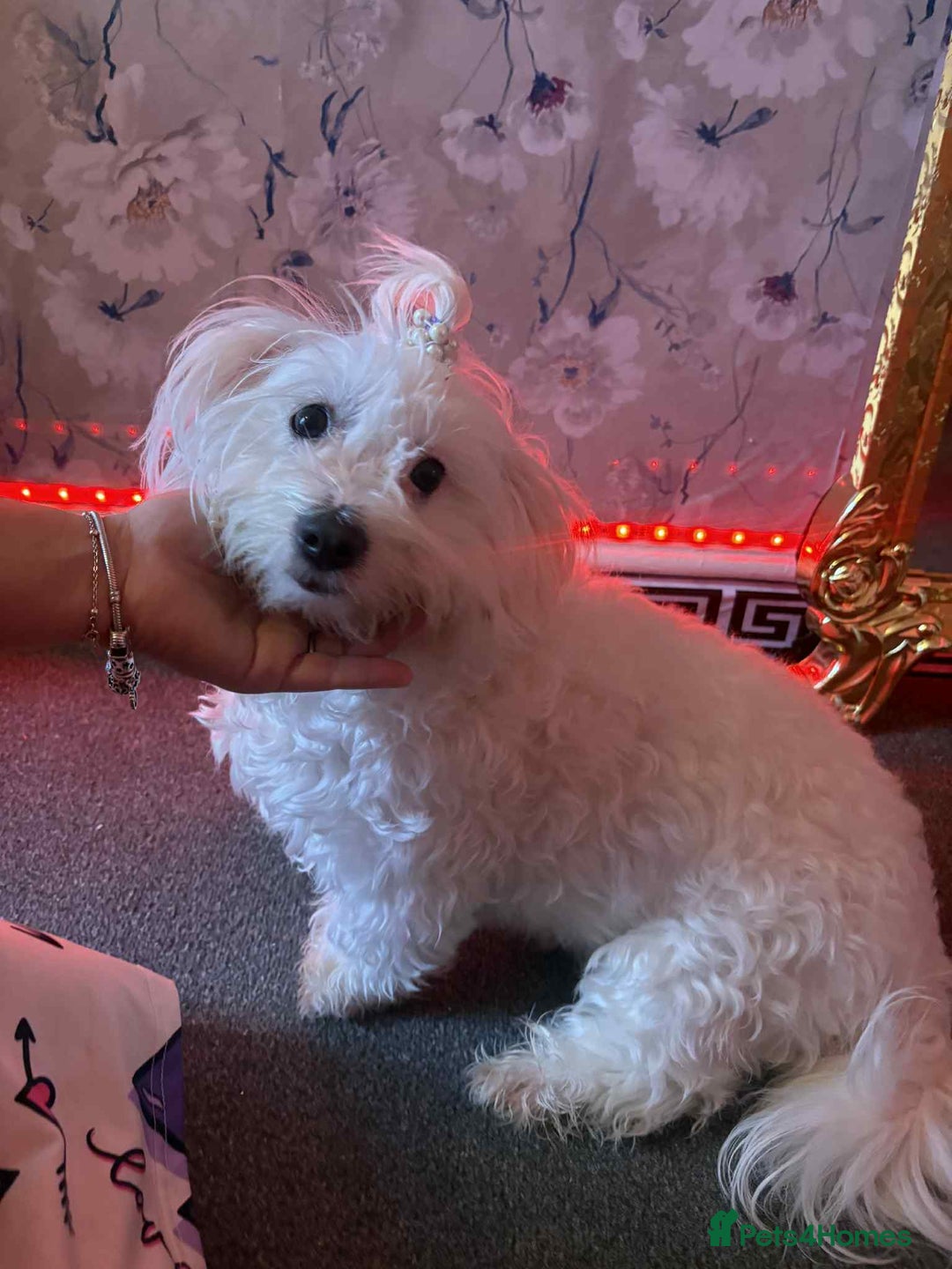 Bichon Frise dogs for sale: Luna 😊😊😊🌹 - Image 1