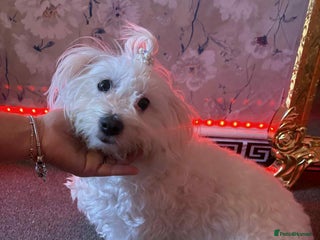Bichon Frise dogs - Advert 11