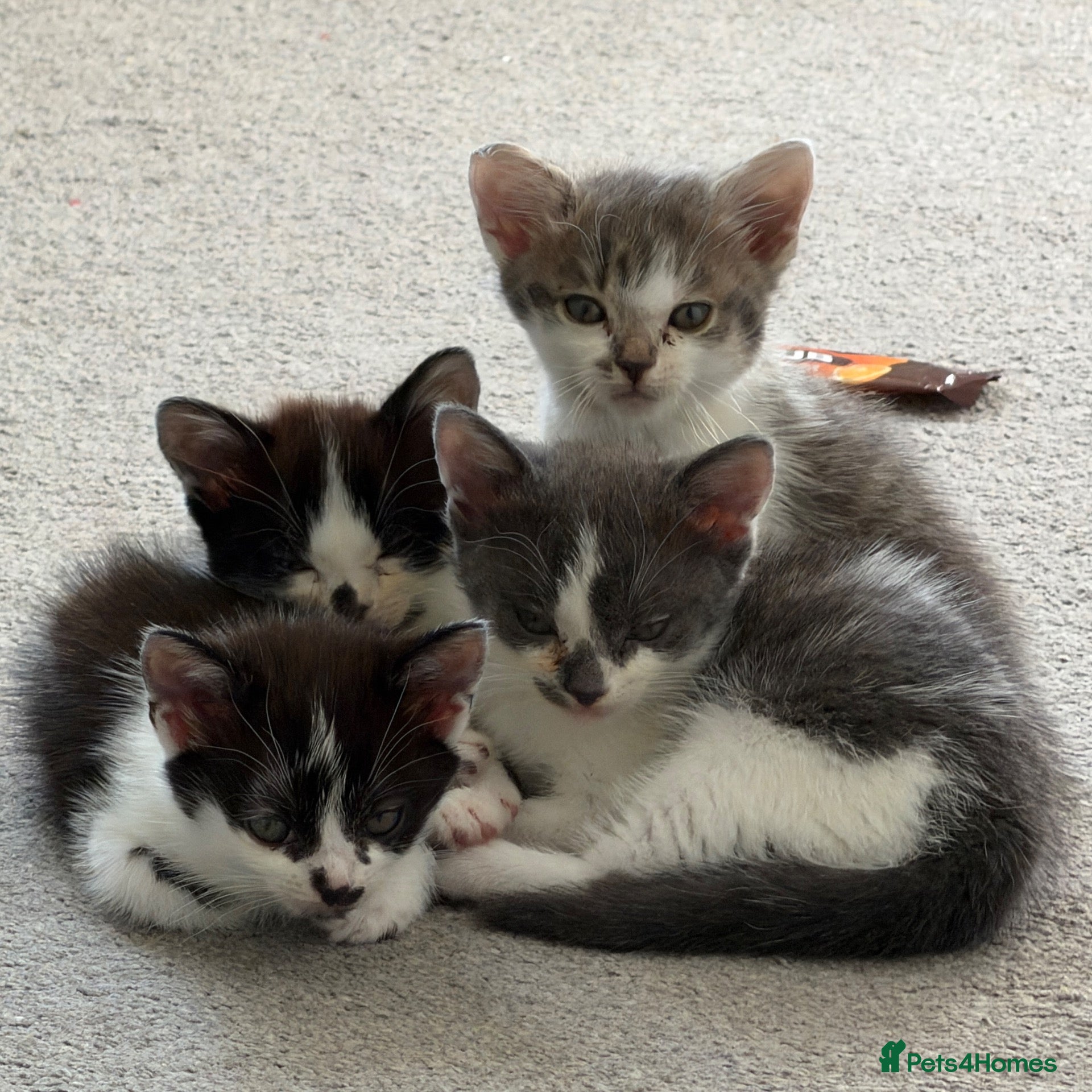 Domestic Shorthair cats Beautiful female and male kittens x4 - Advert 9