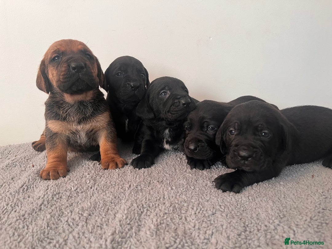 Cane Corso dogs for sale: Stunning Full Pedigree Cane Corso Puppies 🏆  - Advert 2