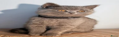 Petunia 