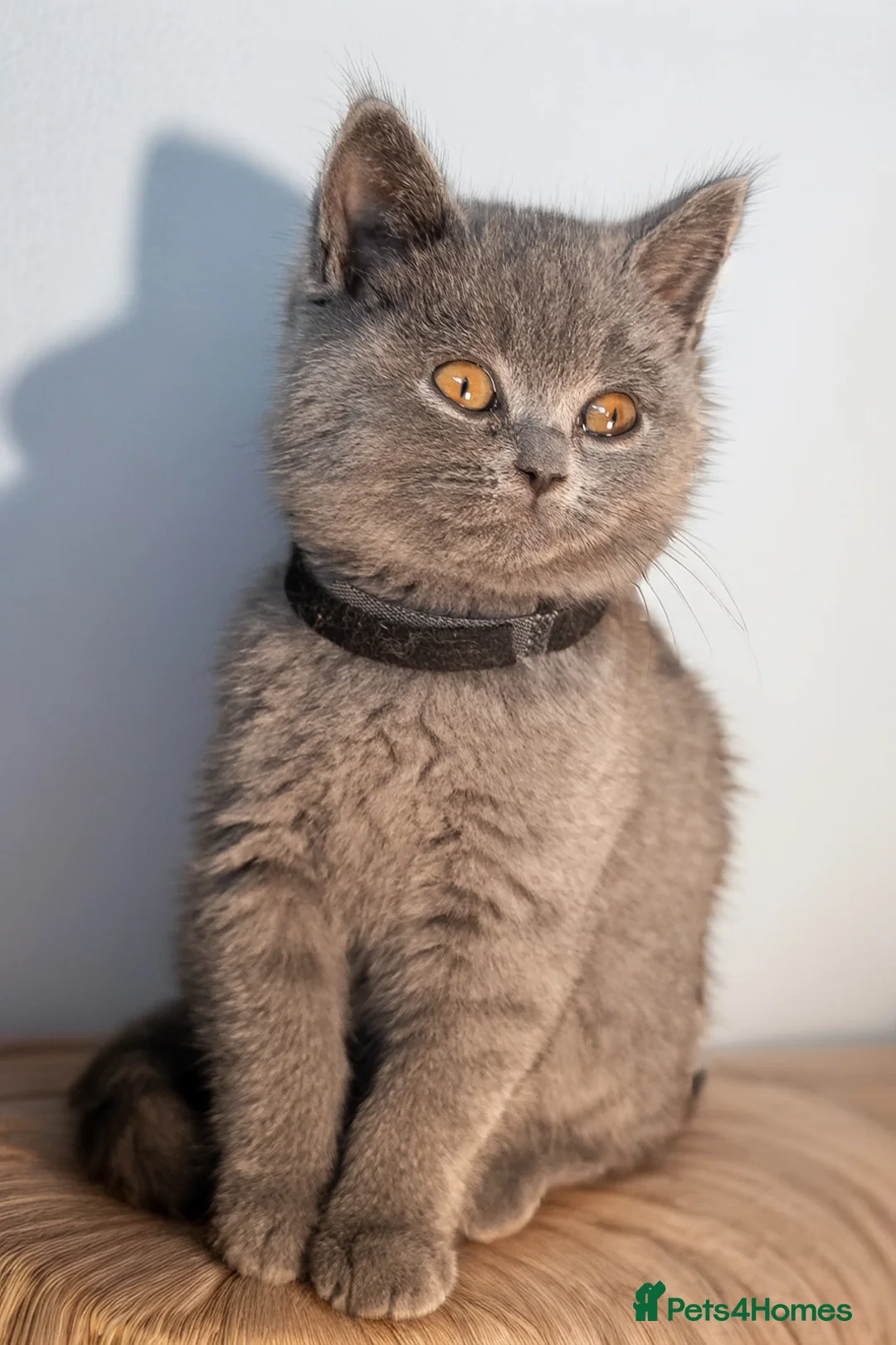 British Shorthair cats for sale: GCCF Registered Pedigree Kittens Ready To View Now in Swansea - Advert 1