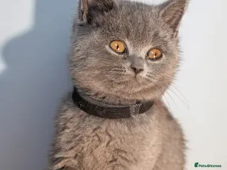 British Shorthair cats GCCF Registered Pedigree Kittens Ready To View Now - Advert 1