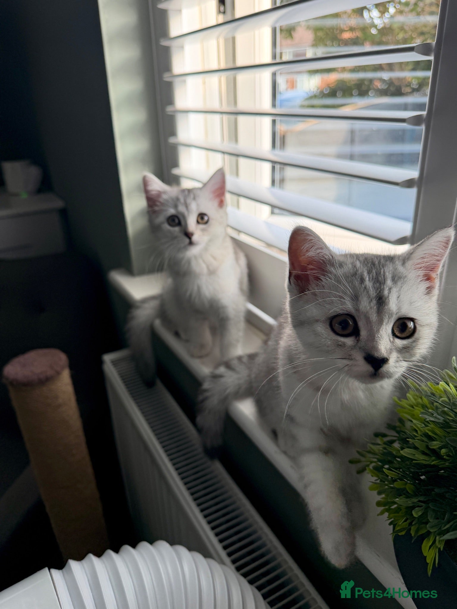 British Shorthair cats *Ready* 2 White & Grey British Short Hair Kittens  - Advert 2