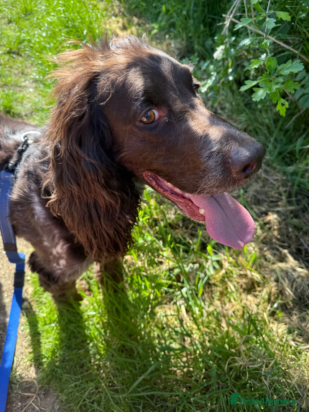 Field Spaniel dogs for sale: Polish Hunting Spaniel in Huntingdon - Advert 2