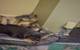 French Bulldog dogs for sale: French bulldog pups - Image 7