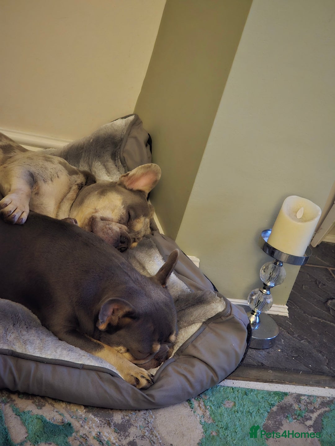 French Bulldog dogs for sale: French bulldog pups - Image 7