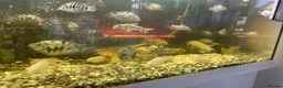Cichlids fish for sale: Convict cichlids baby / breading pairs - Advert 2