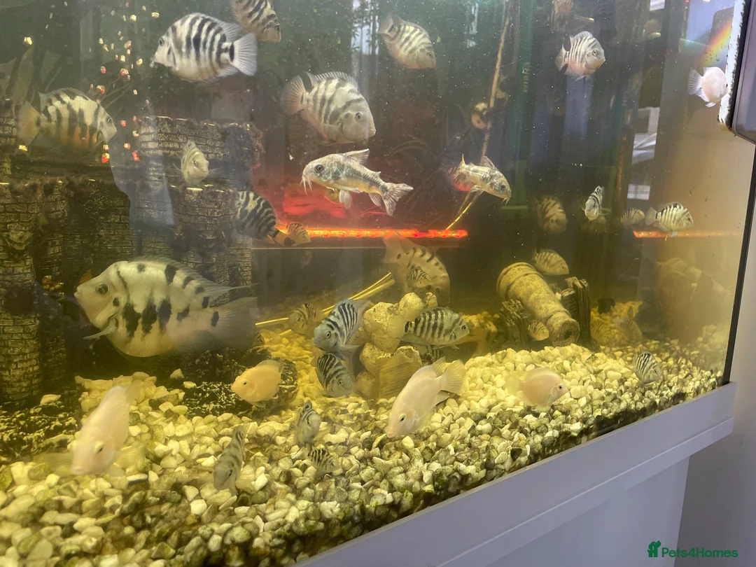 Cichlids fish for sale: Convict cichlids baby / breading pairs - Advert 2