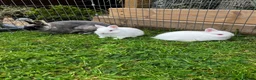 Netherland Dwarf rabbits for sale: LAST Female White Netherland Dwarfs - Advert 7