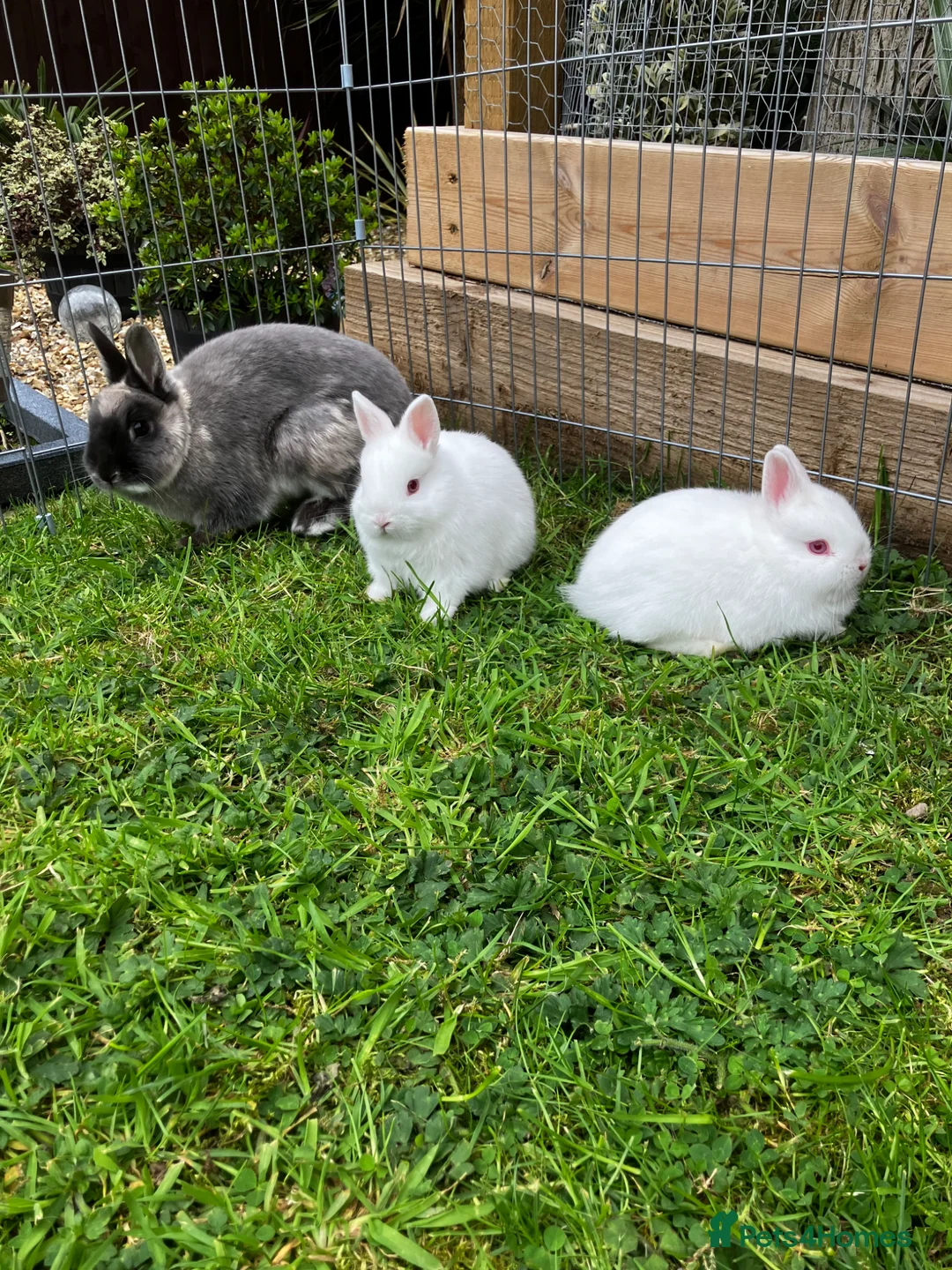 Netherland Dwarf rabbits for sale: LAST Female White Netherland Dwarfs - Advert 7
