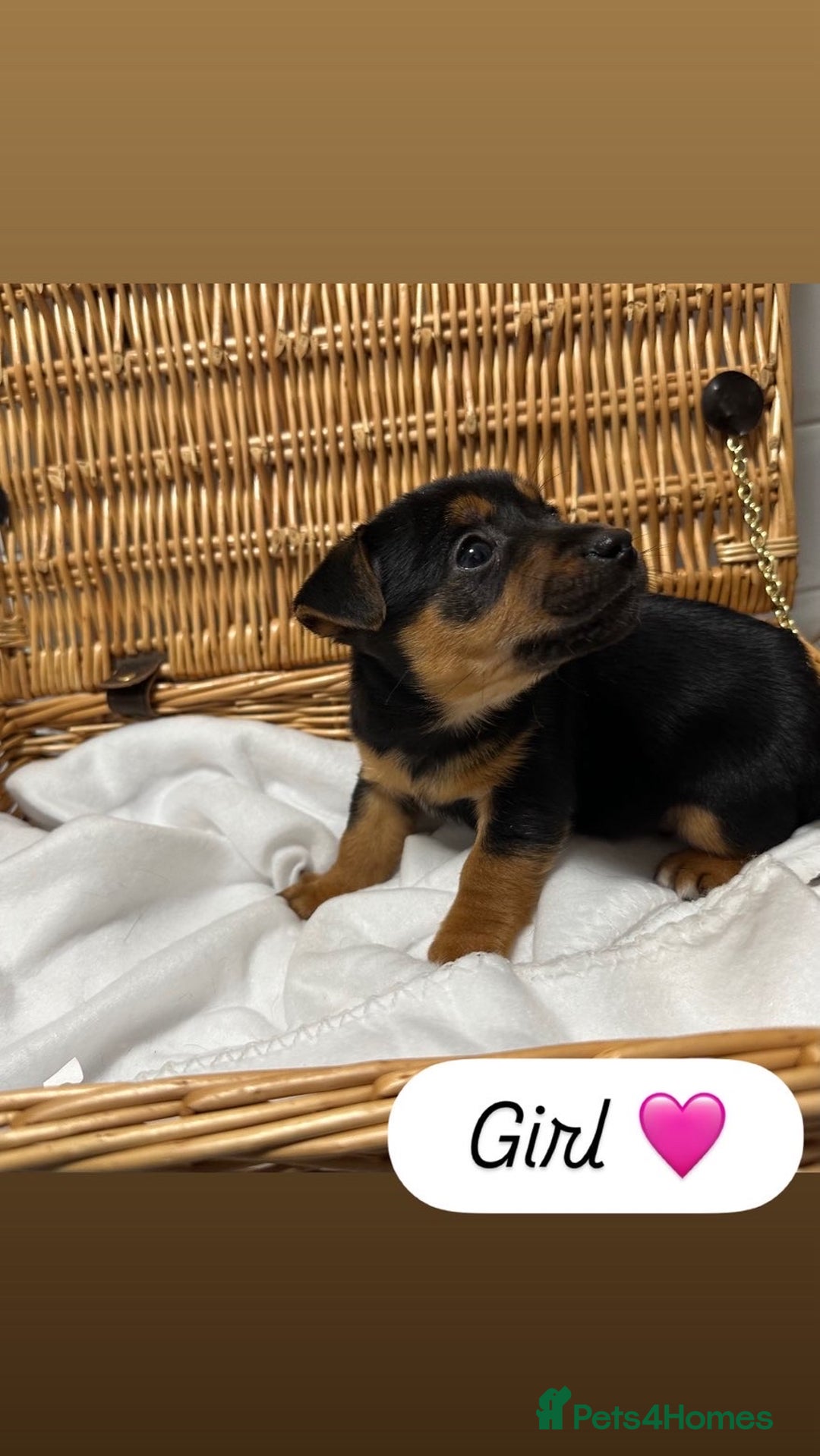 Jack Russell dogs for sale: Jack Russel Puppies  - Advert 1