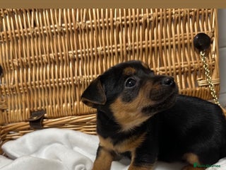 Jack Russell dogs Jack Russel Puppies - Advert 3