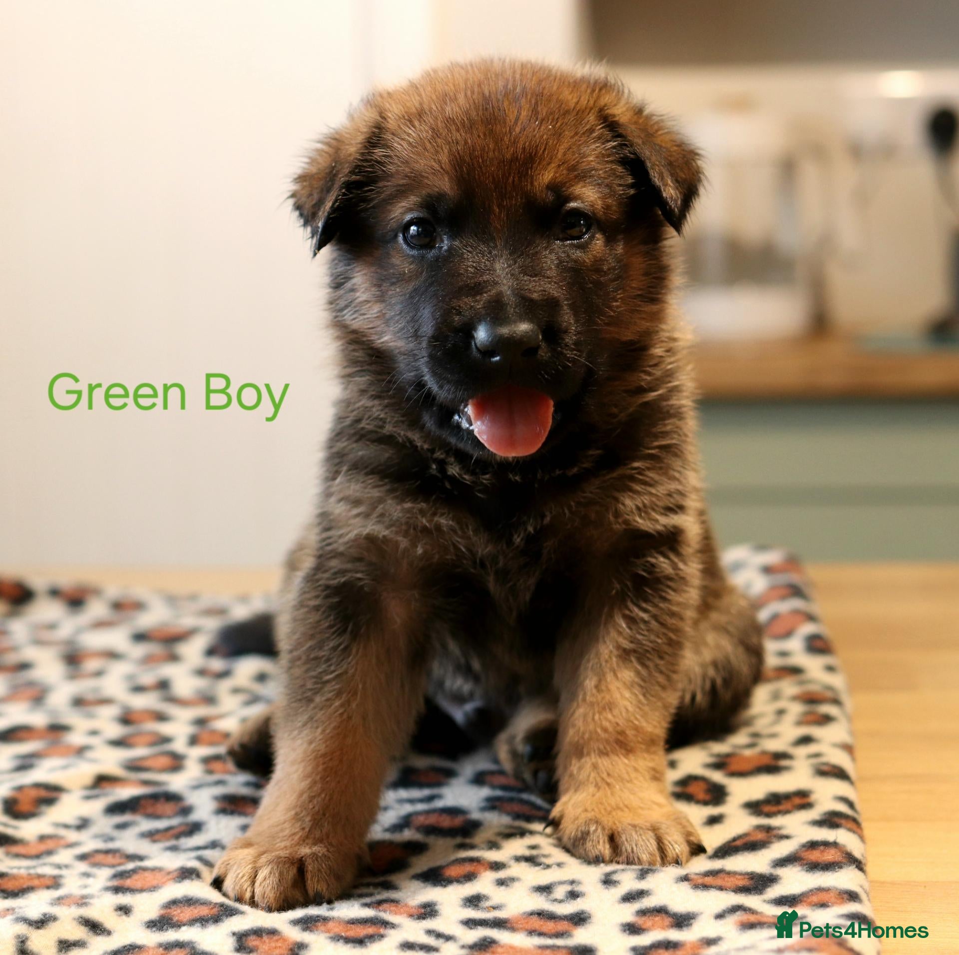 Mixed Breed dogs for sale: Belgian Malinois X German Shepherd  - Advert 1
