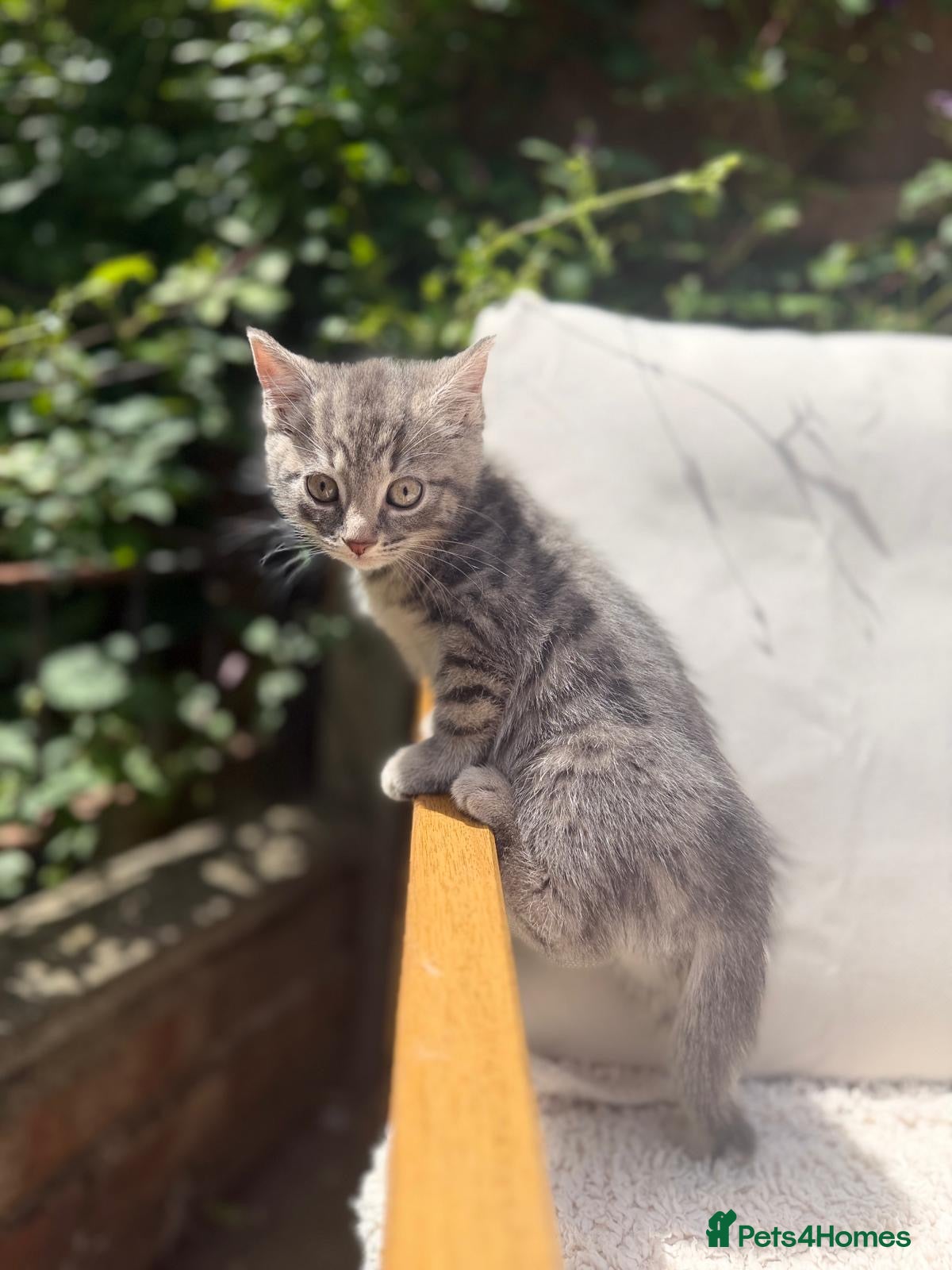 Turkish Angora cats 😻 Last 2 Turkish Angora X Kittens - Advert 1