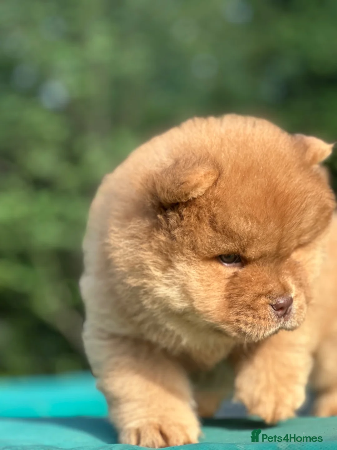 Chow Chow dogs for sale: Beautiful Babies nearly ready to leave - Advert 8