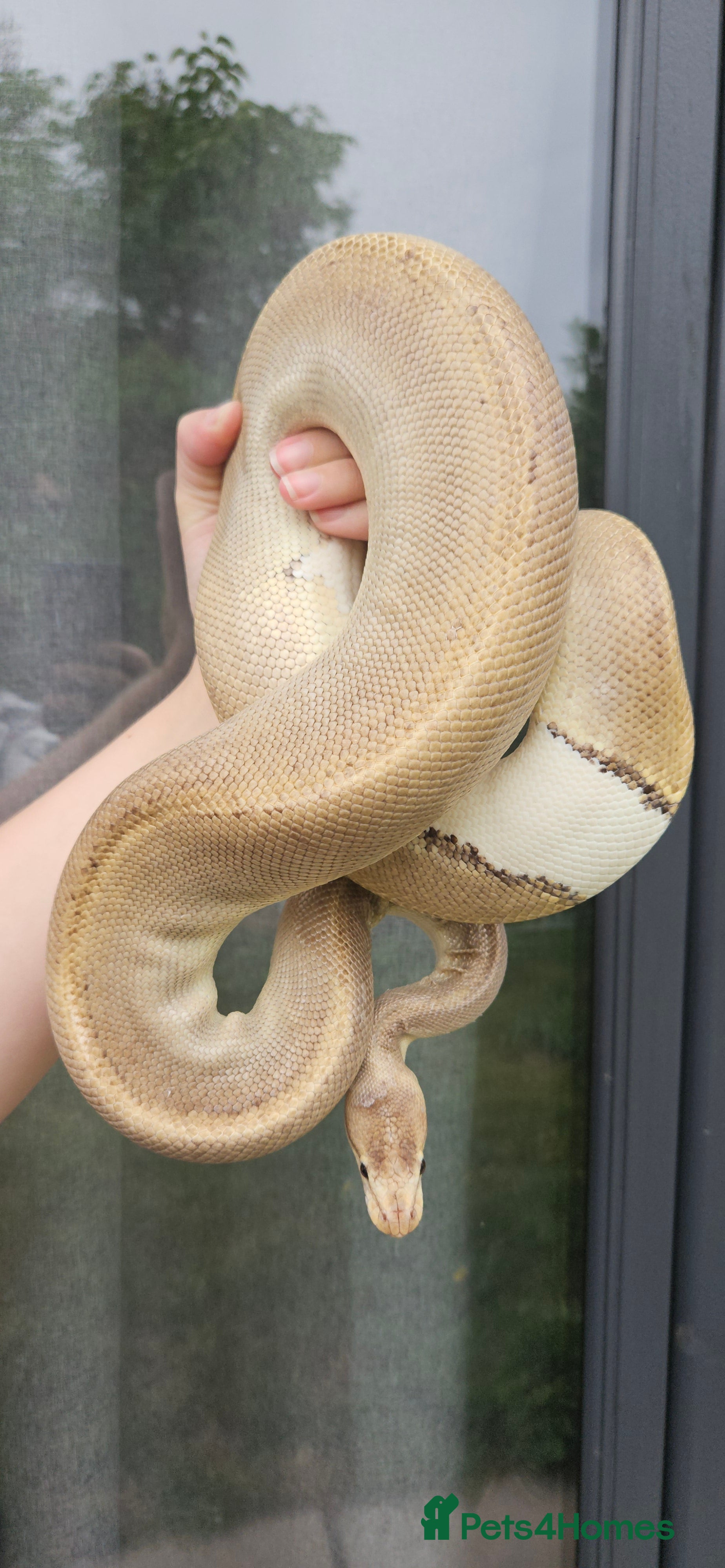 Python Snake reptiles Female Ball/Royal Python For Sale Champagne Morph - Advert 2