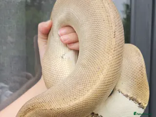 Python Snake reptiles Female Ball/Royal Python For Sale Champagne Morph - Advert 9
