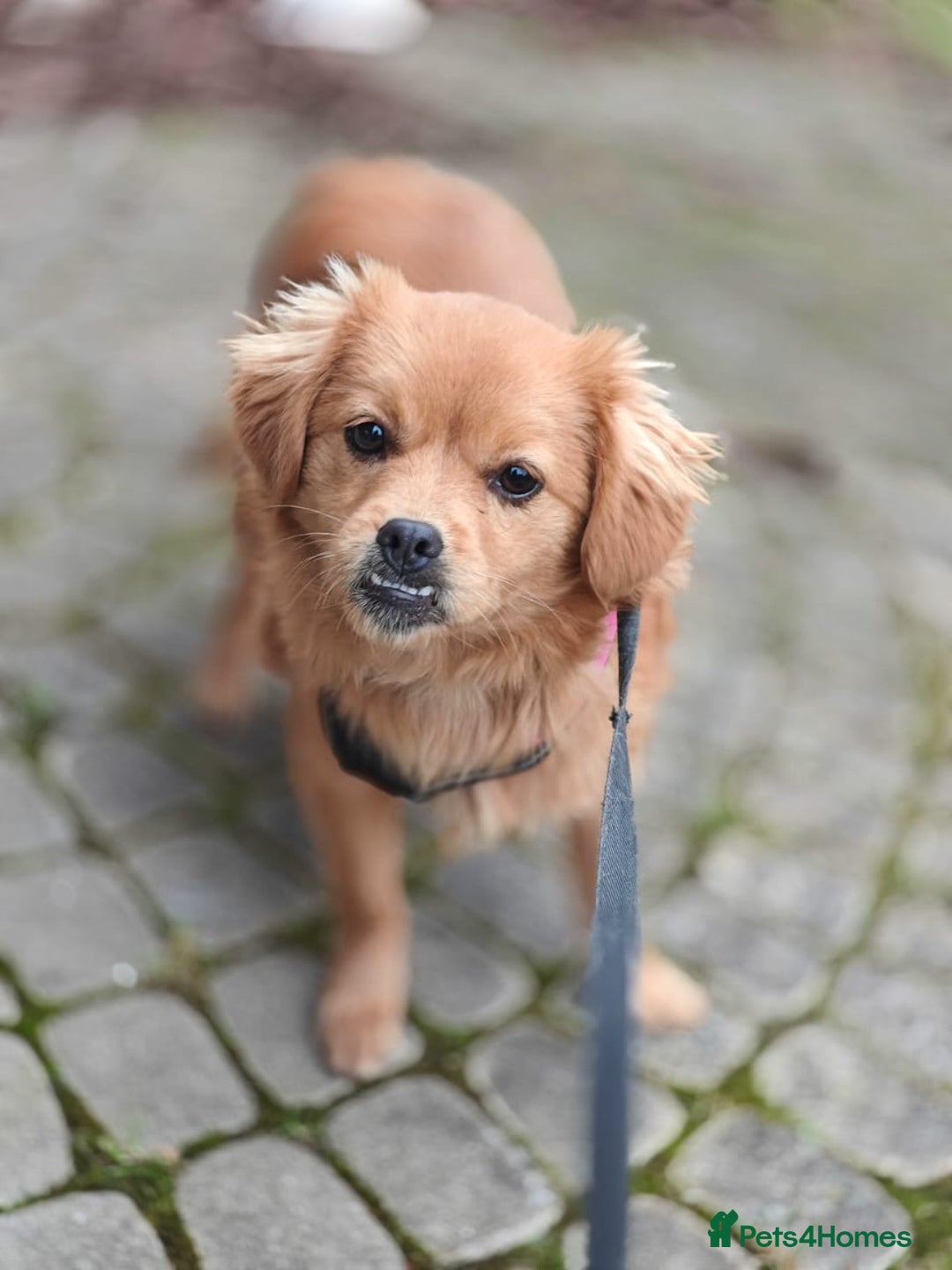 Mixed Breed dogs for adoption: 💖🐶 SILVIA 🐶💖 - Advert 10