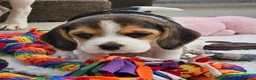 Beagle dogs for sale: Stunning Litter of KC Registered Beagle Pups  in Thirsk - Advert 7