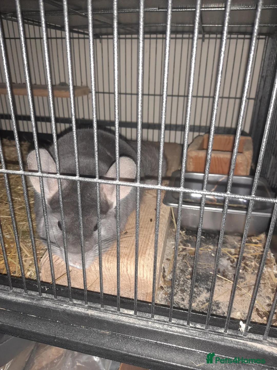 Chinchilla rodents for sale: 2 male Chinchillas ( brought as males) - Advert 2