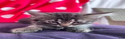 European cats for sale: Beautiful kittens 🐱 available now in Coventry - Advert 6