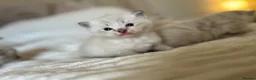 Ragdoll cats for sale: 7 beautiful ragdoll kittens  - Advert 19