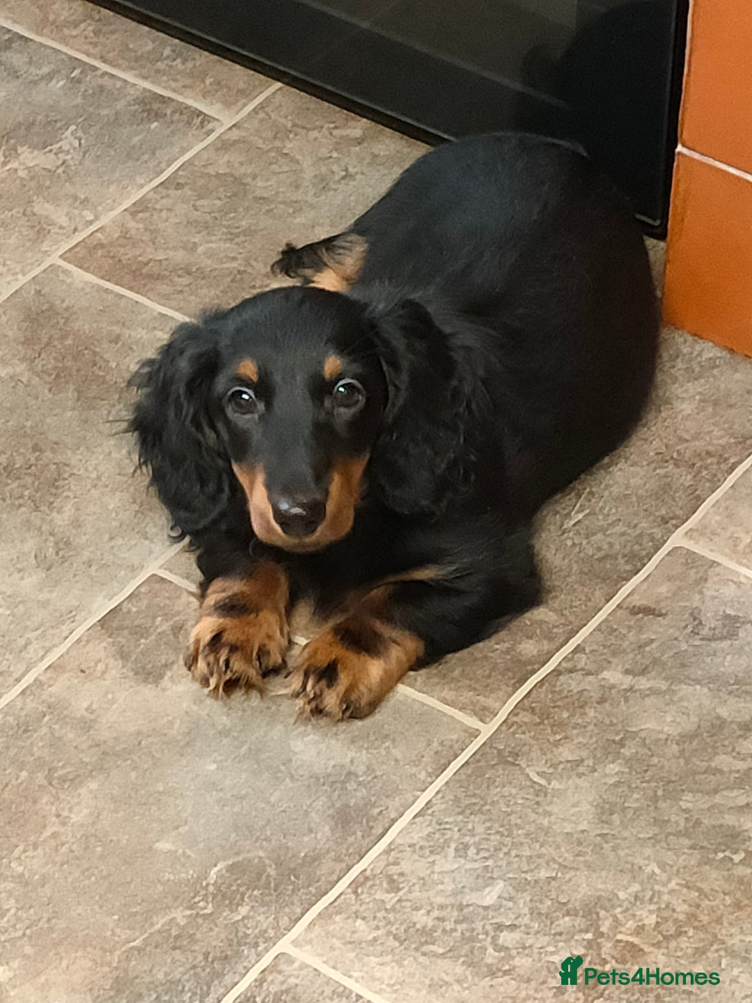 Miniature Dachshund dogs for sale: Handsome quality long haired male available  - Image 8