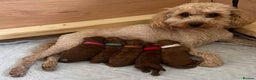 Cavapoo dogs for sale: Cavapoo puppies  - Advert 6