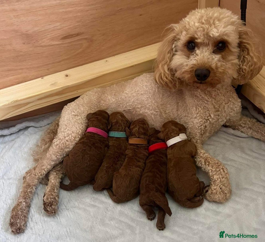 Cavapoo dogs for sale: Cavapoo puppies  - Advert 6