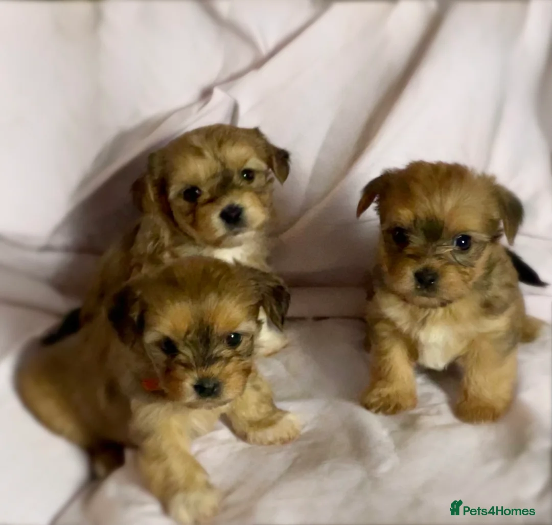 Yorkshire Terrier dogs for sale: Pure Yorkshire Terrier puppies  - Advert 2