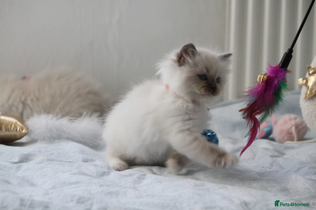 Ragdoll cats for sale: Active TICA princesses 👑❤️🩷💜 - Image 21