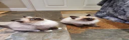 Ragdoll cats for sale: Stunning GCCF Registered Ragdoll Kittens. - Advert 34