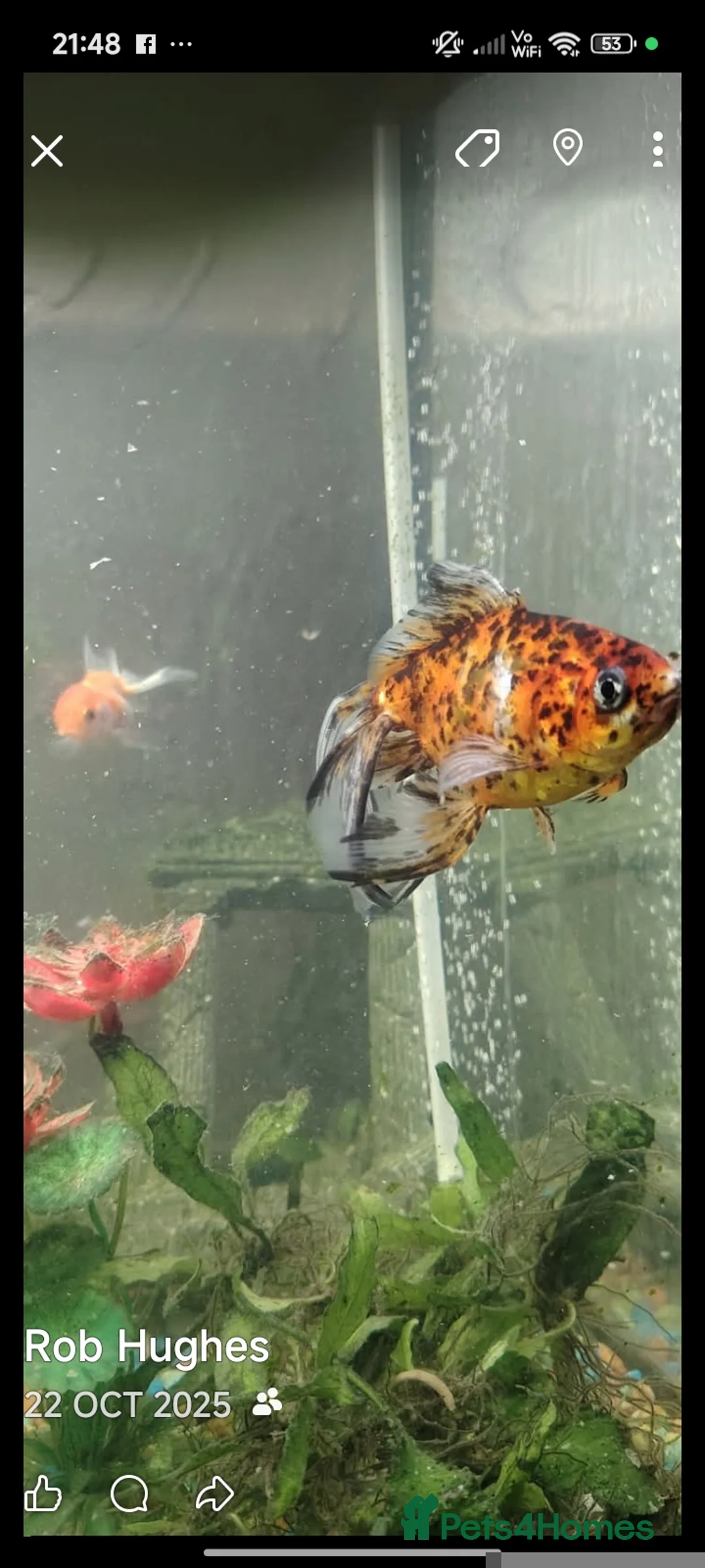 Fancy Goldfish fish for sale: Fancy goldfish,danios for sale  and tank - Advert 1