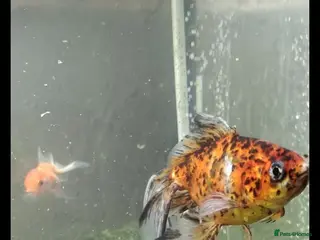 Fancy Goldfish fish Fancy goldfish,danios for sale and tank - Advert 2