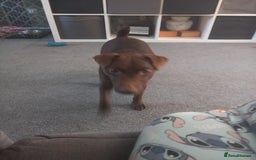 Patterdale Terrier dogs for sale: Patterdale terrier  3 year old bitch - Image 3