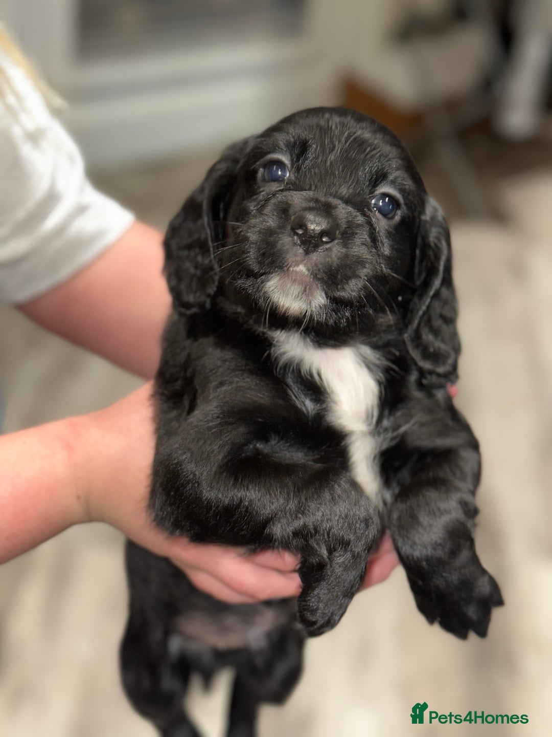 Cocker Spaniel dogs for sale: FIVE BEAUTIFUL COCKER SPANIEL BOYS - Advert 5