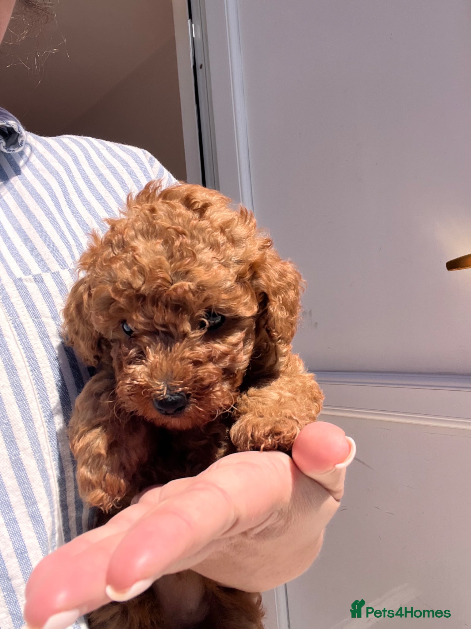 Toy Poodle dogs 1 girl left Deep red asian kc - Advert 1