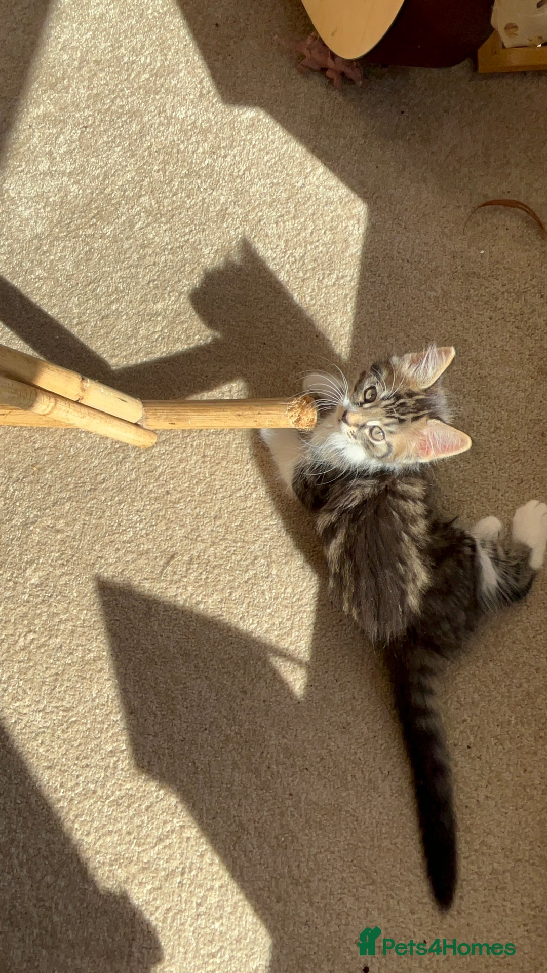 British Shorthair cats for sale: Beautiful tabby/Maine come kittens available  - Image 3