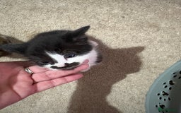 Mixed Breed cats for sale: Three female kittens  - Image 8