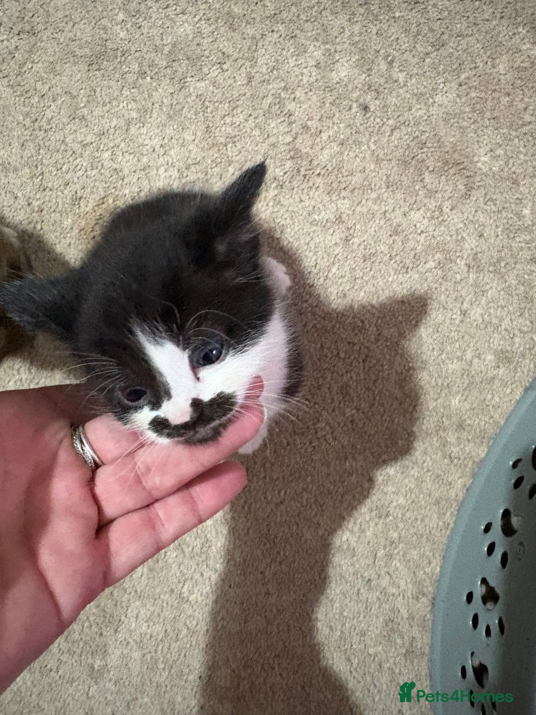 Mixed Breed cats for sale: Three female kittens  - Image 8