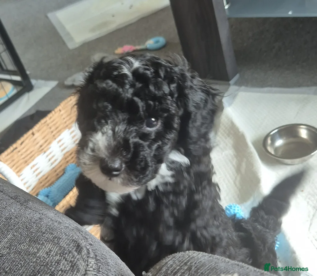 Toy Poodle dogs for sale: Boy toy poodle ready to leave 8 weeks old - Advert 2
