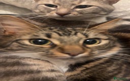 Mixed Breed cats for sale: Mixed breed cat  - Image 1