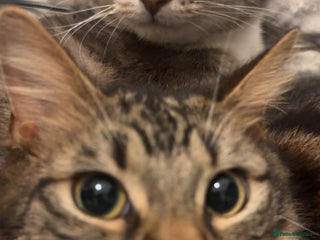 Mixed Breed cats - Advert 1