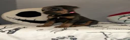 Mixed Breed dogs for sale: 10 Rottweiler cross Doberman pups - Advert 10